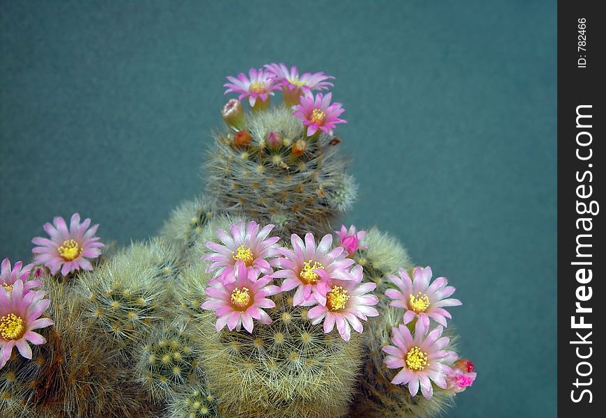 Blossoming cactus Mammillaria  dasiaconta.