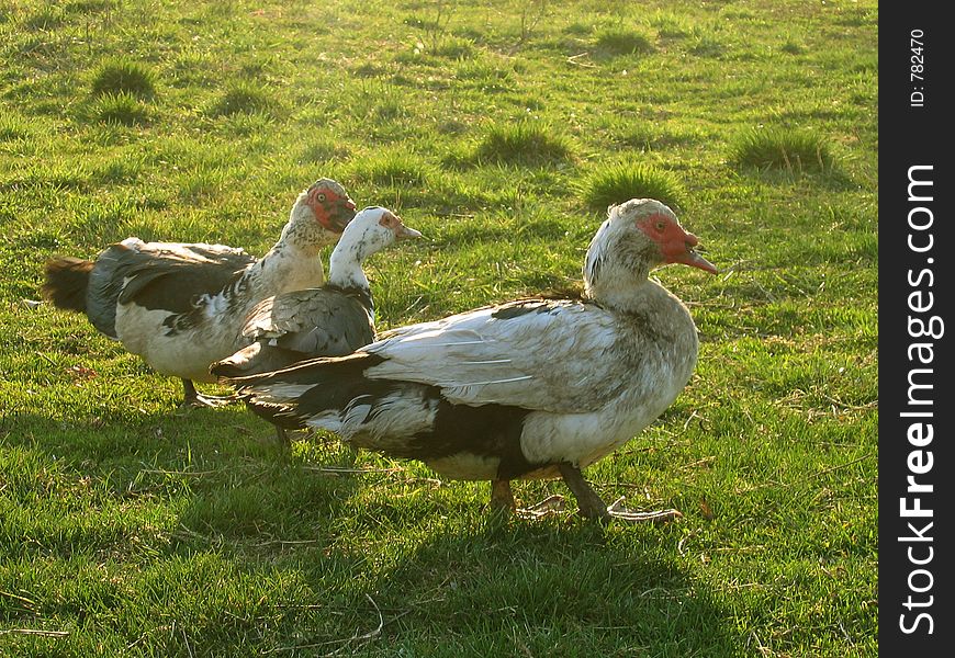 Three Ducks