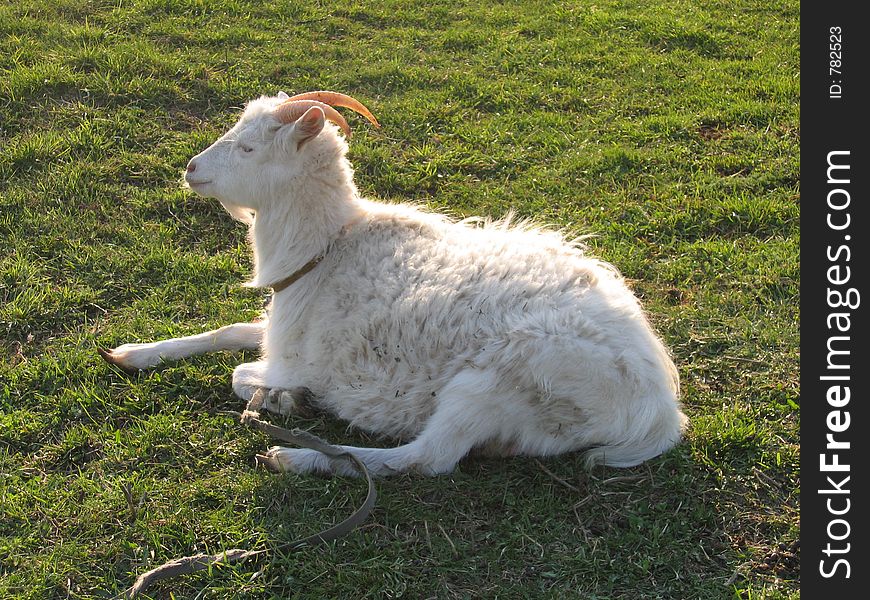 Blanching nanny goat rests upon herb. Blanching nanny goat rests upon herb