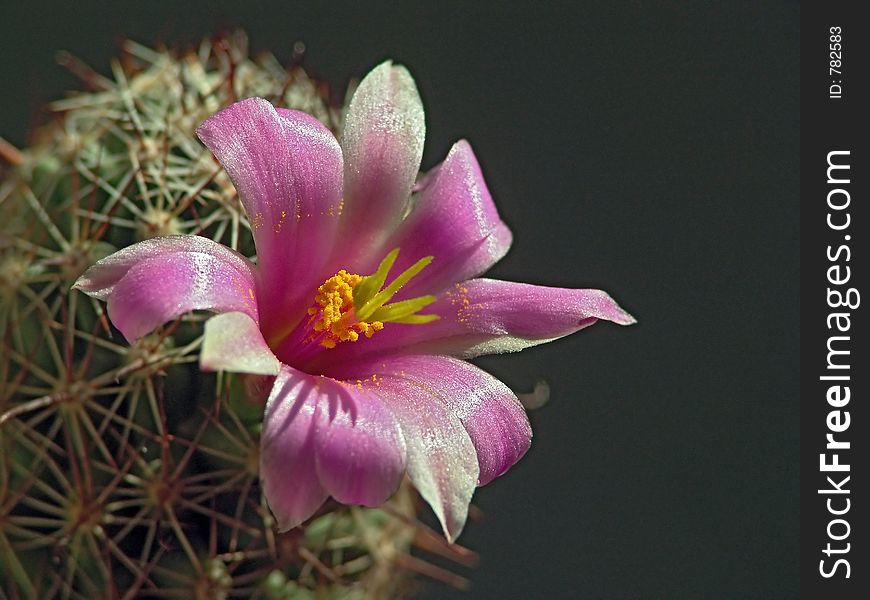 Blossoming Cactus Mammillaria Svingla.