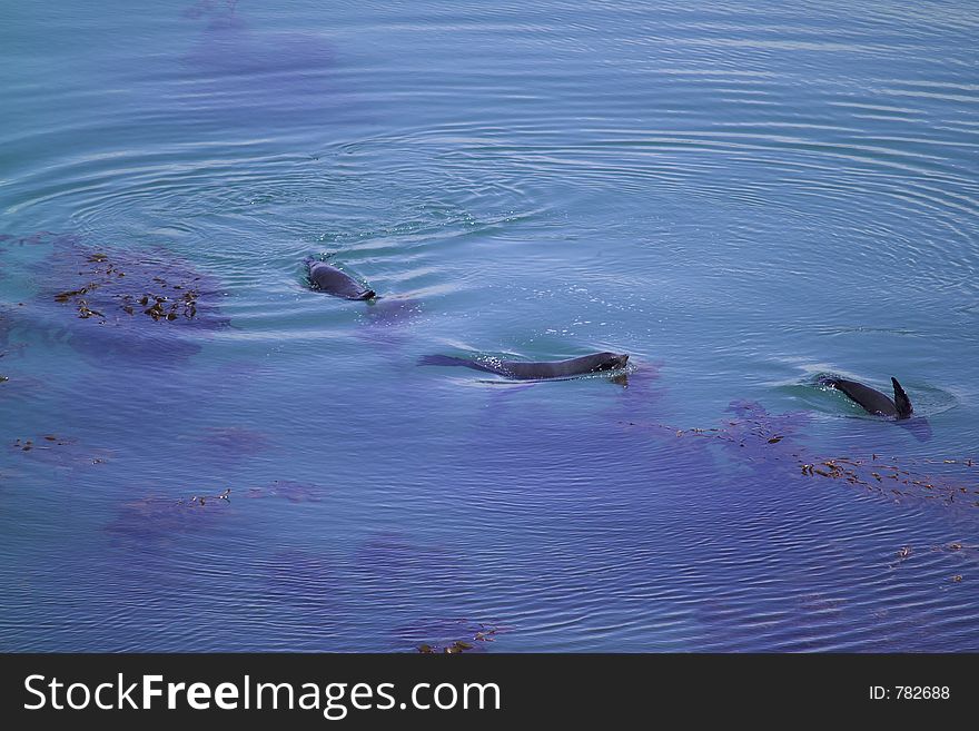 Seals fight (playing) in blue water. Seals fight (playing) in blue water