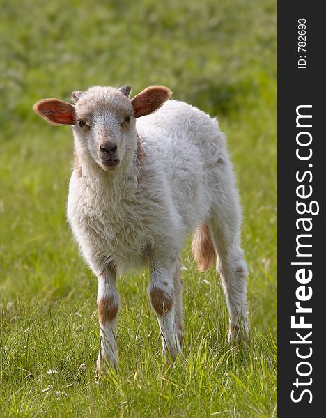 Cute baby sheep on the grass