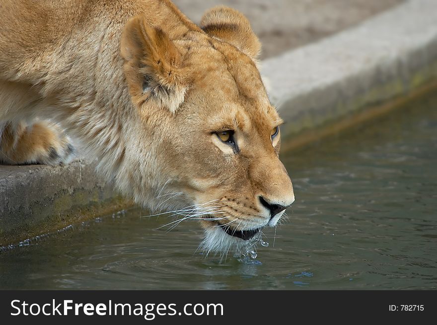 A thirsty lion