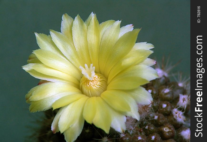 Blossoming Cactus Parodia Cardenasi.