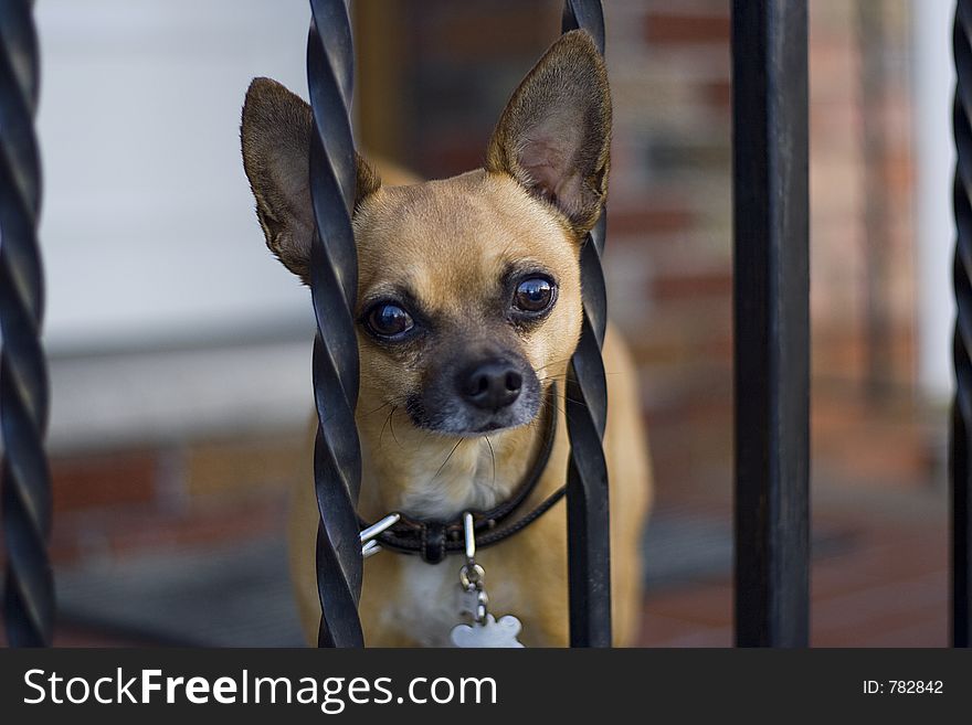 Chiwawa sitting on step