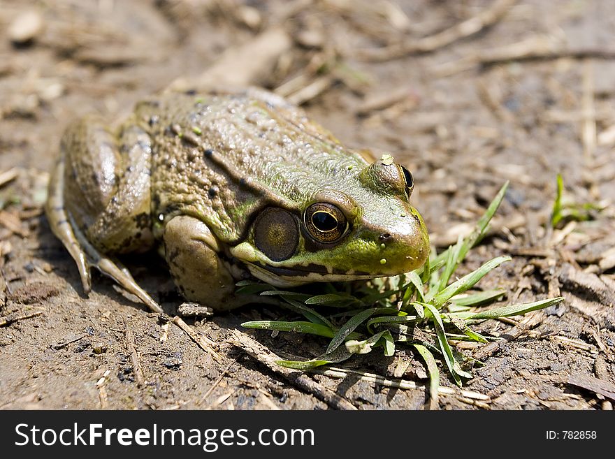 Frog in Dirt