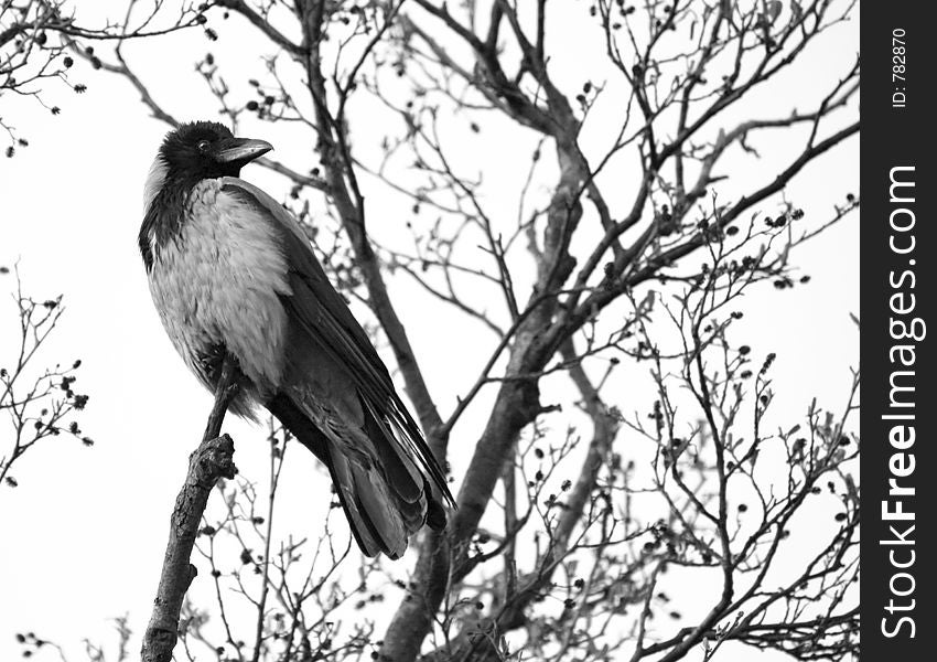 Crow with turned head, sitting high on the tree