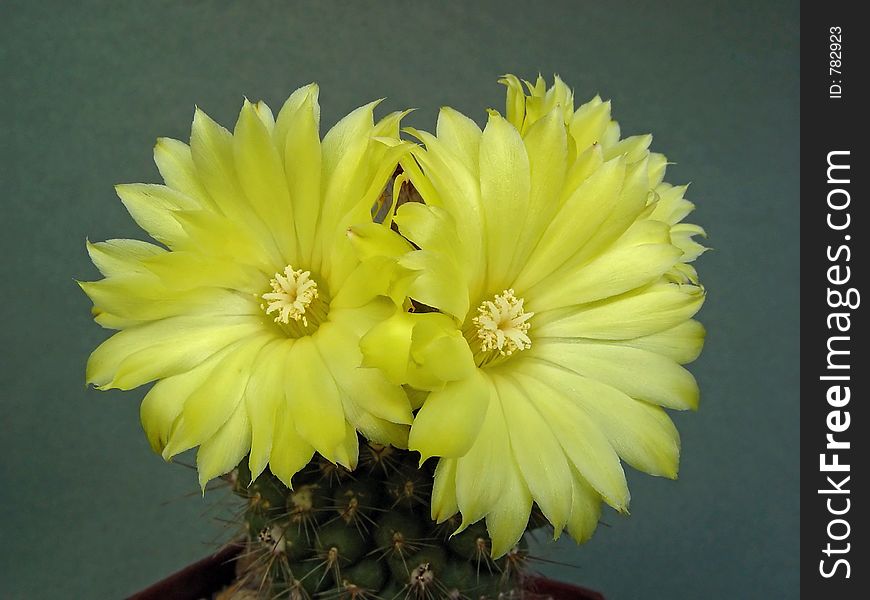 Blossoming Cactus Parodia Cardenasii.