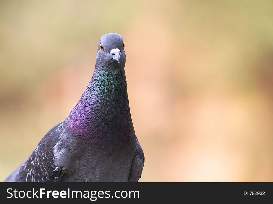 Closeup of curious pigeon with blurred background