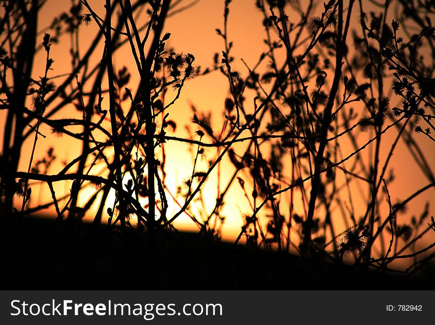 Sunset in the branches