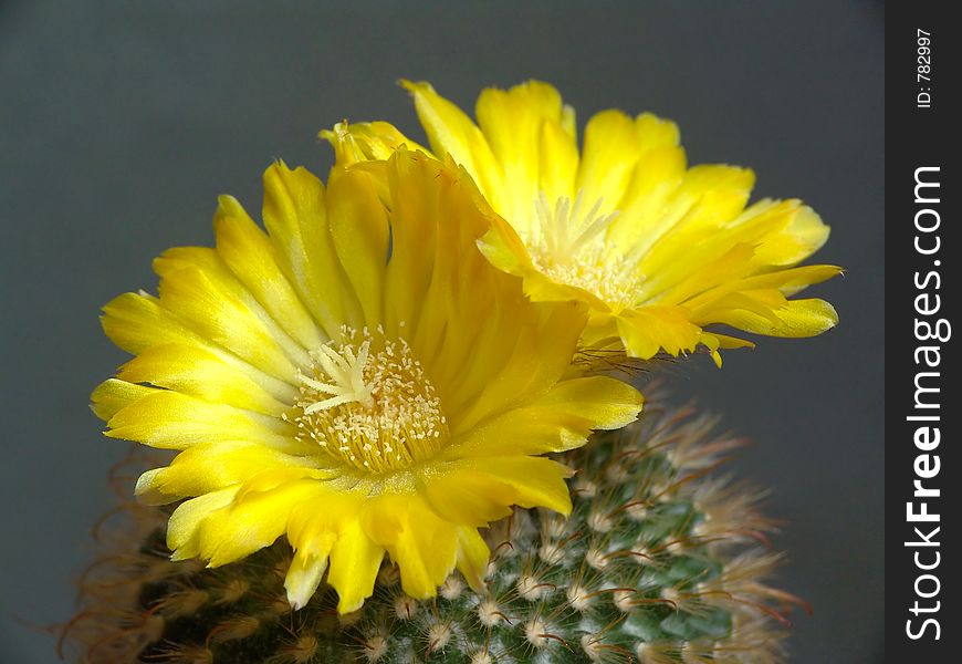 Blossoming Cactus Of Sort Parodia.