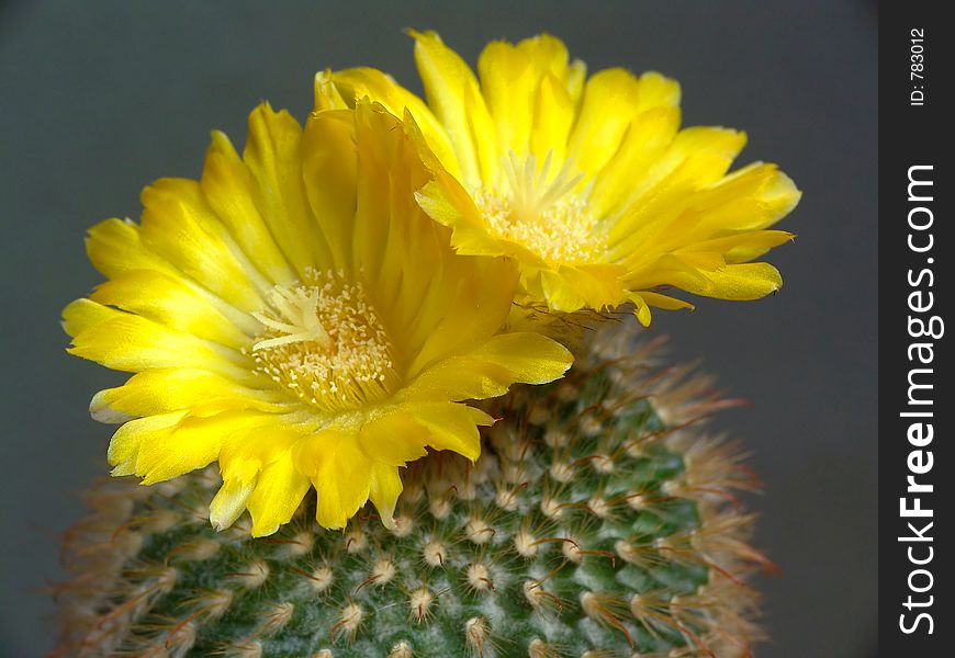 Blossoming cactus of sort Parodia.