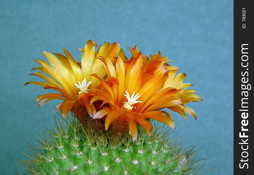 Blossoming cactus Parodia  faustiana.