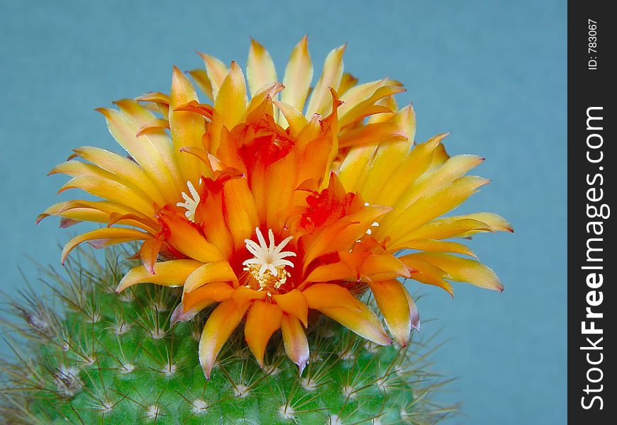 Blossoming Cactus Parodia  Faustiana.