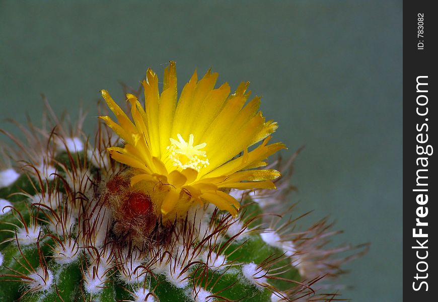 Blossoming cactus Parodia mairana.