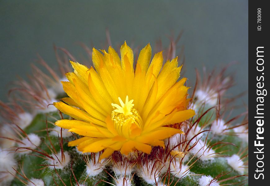 Blossoming cactus Parodia mairana.