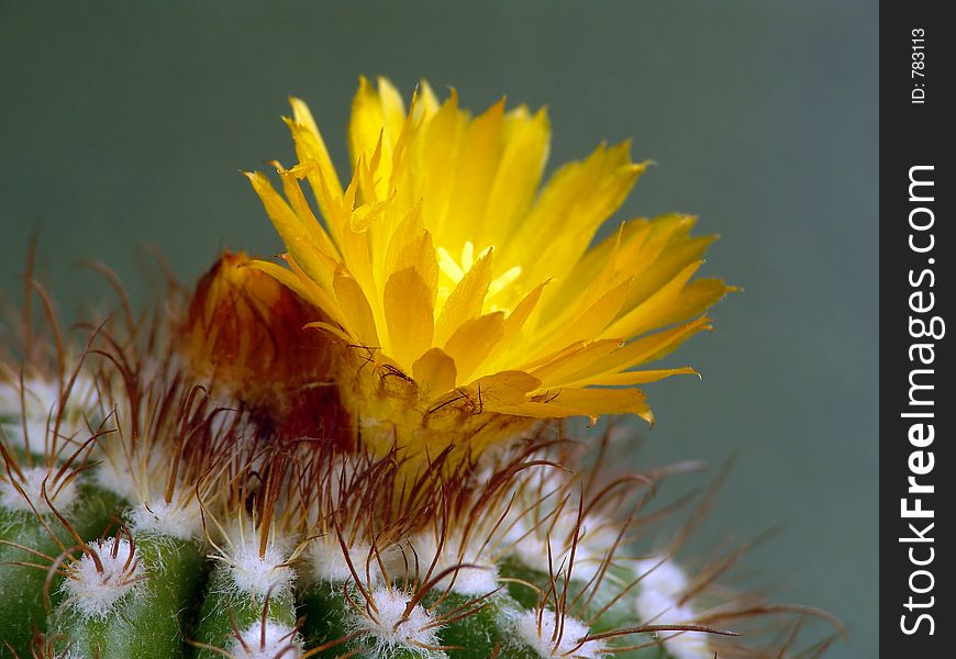 Blossoming Cactus Parodia Mairana.