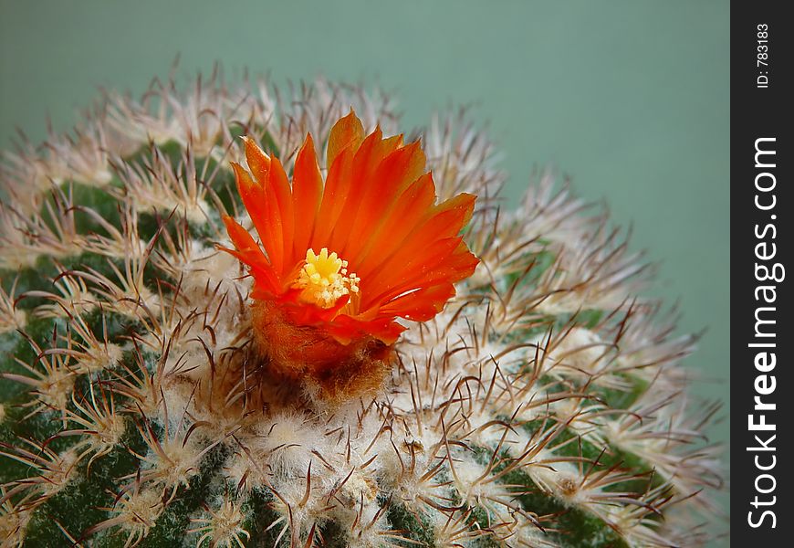 Blossoming Cactus Parodia Mairana.