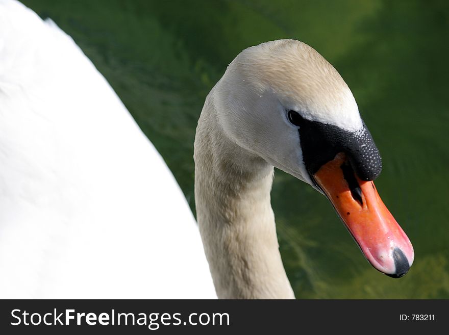 White swan on a green warter background. White swan on a green warter background