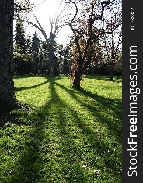 Old mystical tree in Victorian park