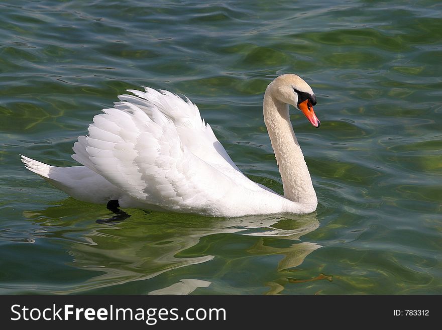 Beautiful white swan in the green water. Beautiful white swan in the green water