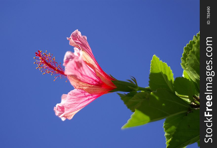 A Hibiscus parading into the sun; shallow DOF with focus on pistil