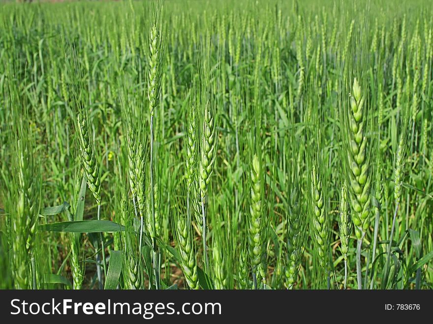 Wheat cultivation and Farming India