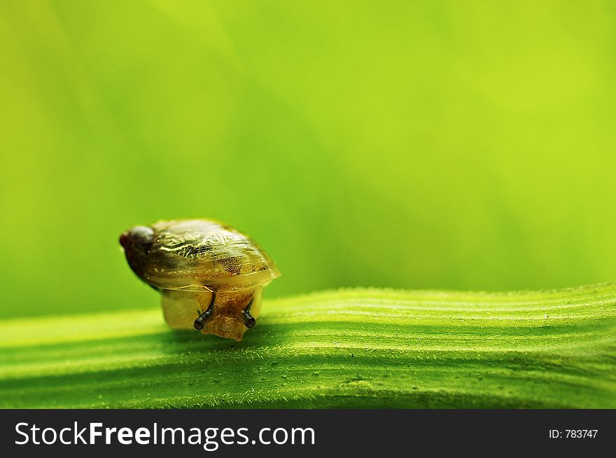 Snail closeup with shallow dof