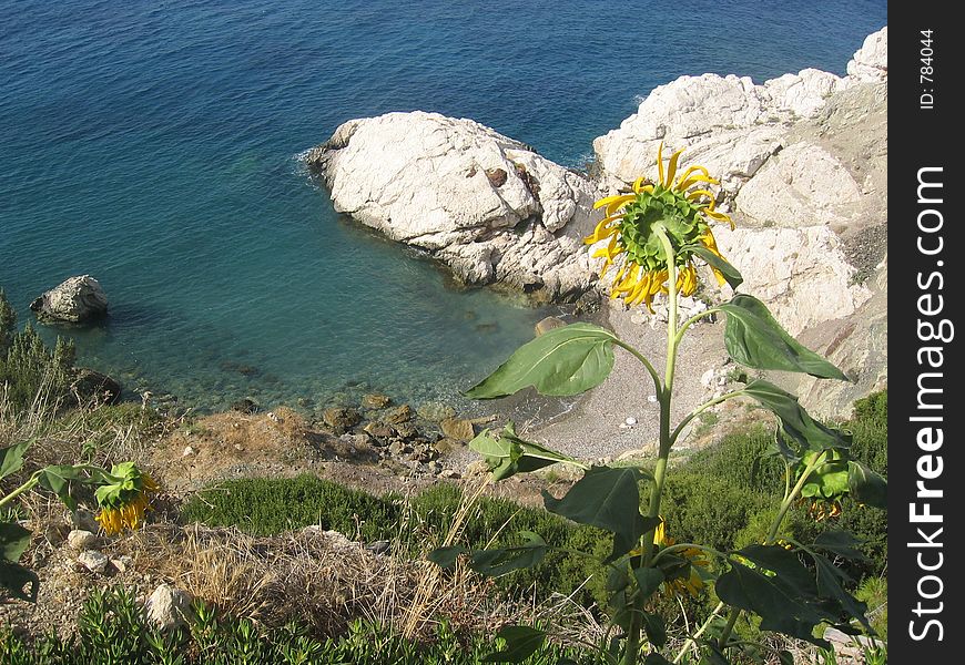 Sunflower in front of a romantic little cove at Rhodes, Greece. Sunflower in front of a romantic little cove at Rhodes, Greece