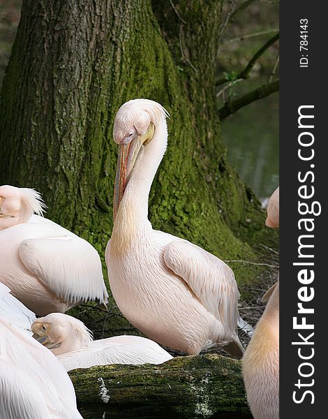 A group of pelicans at rest under the tree