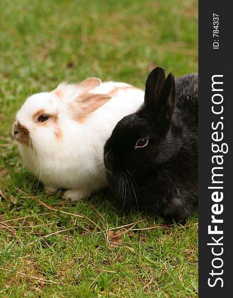 Black and white rabbits on the green meadow