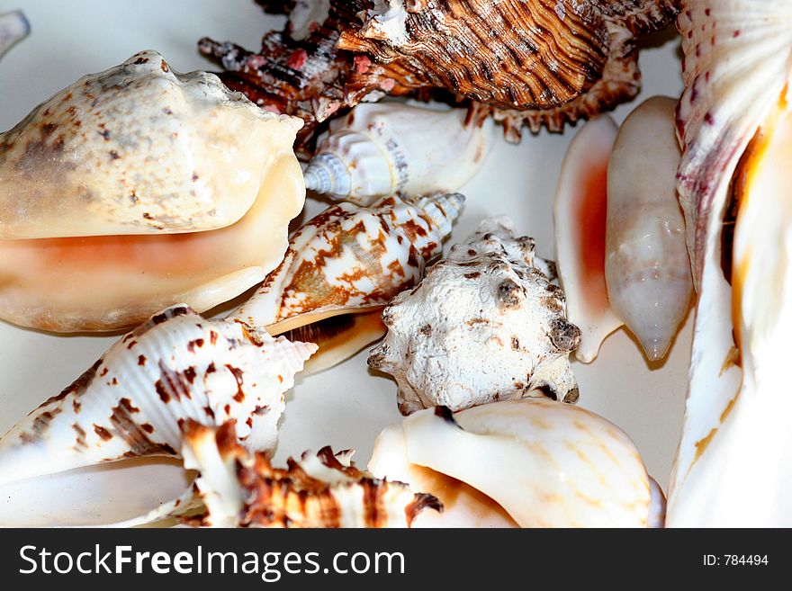 Vasriously sea shells