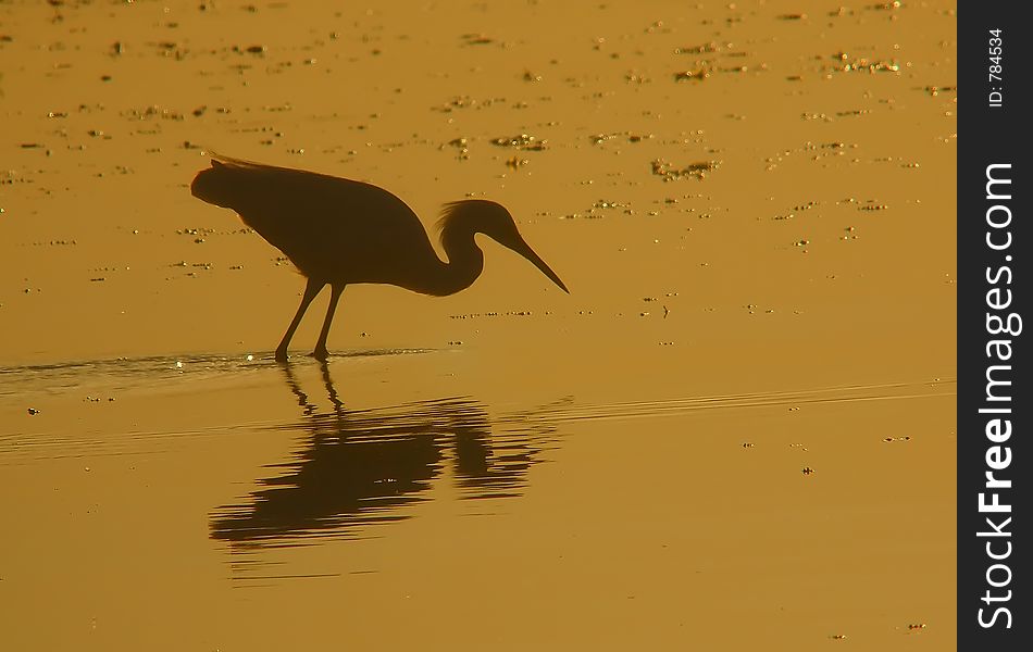 A heron silhouette