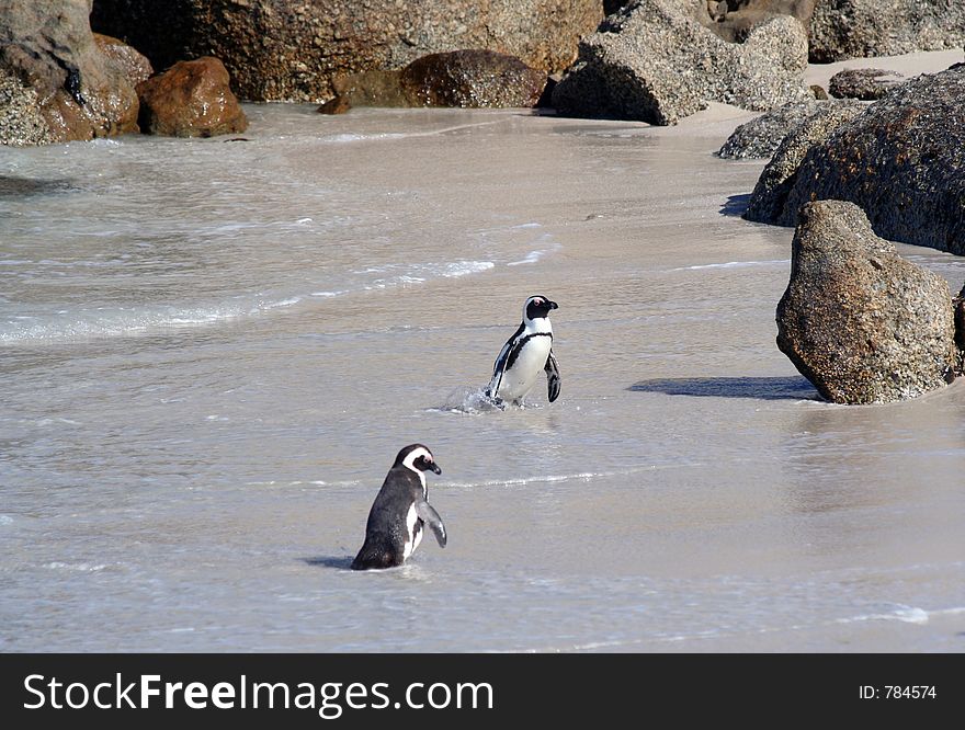Two South African Cape Penguins at the Beach