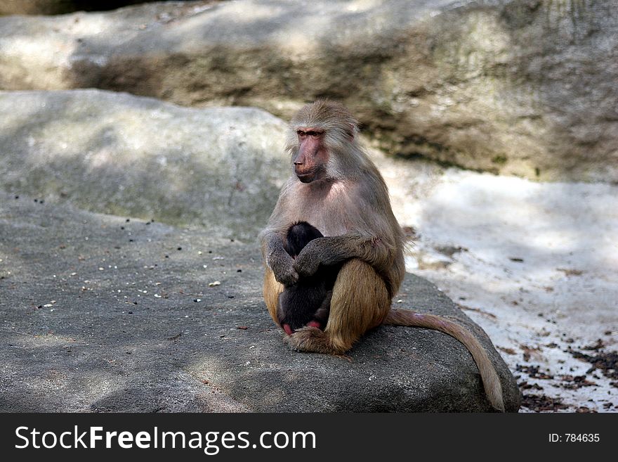 A monkey mother whith baby sitting on the rock