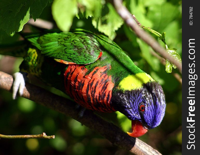 Lorikeet geen blue yellow plummage