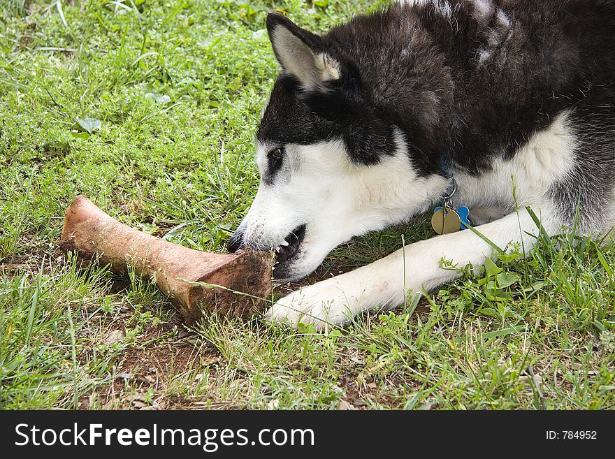 Siberian Husky Eating a Bone