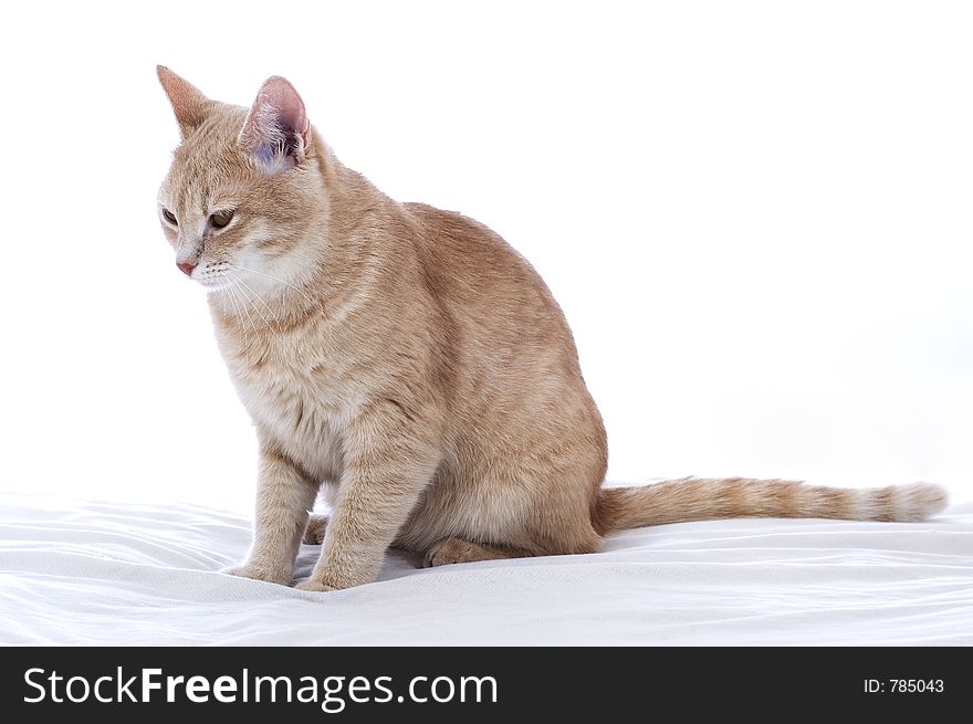 Sad domestic cat on bed. Sad domestic cat on bed