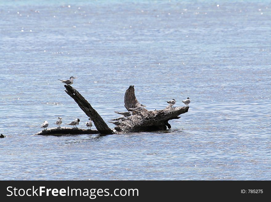 Birds setting on a floating trunk on the lagoon. Birds setting on a floating trunk on the lagoon