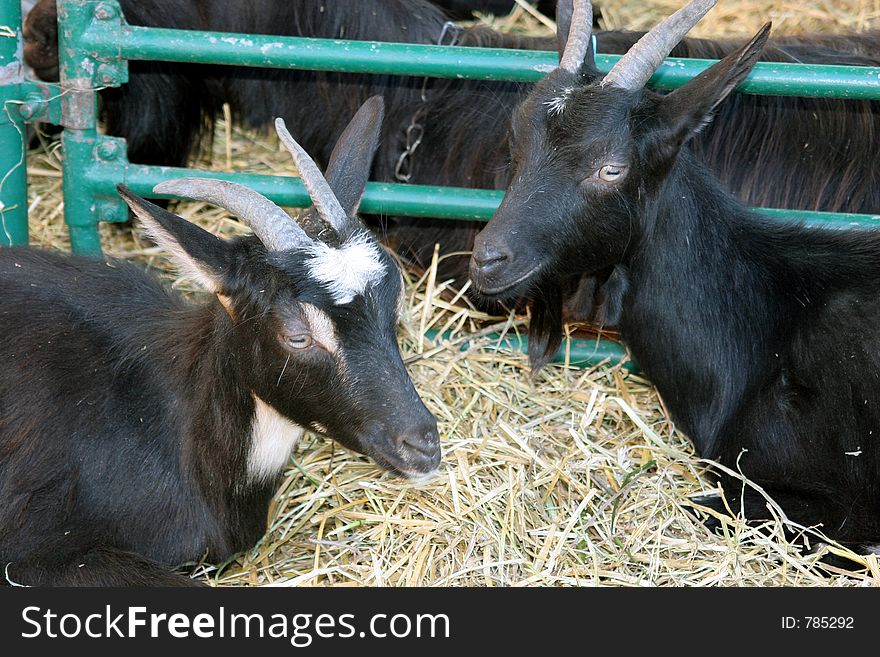 Black goats in the farm