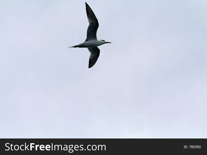 Crested tern overflying, left to right. Crested tern overflying, left to right