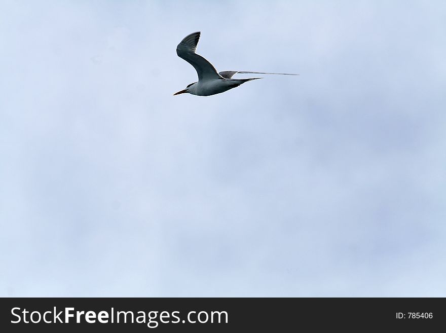 Flying Crested Tern