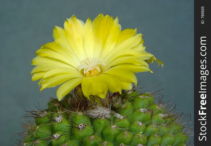 Blossoming Cactus Parodia Peniculata.