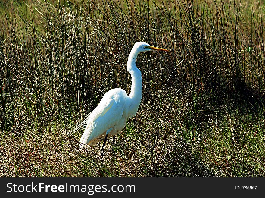 This great egret is standing in the tall grass in the Merritt Island Wildlife Preserve in Central Florida