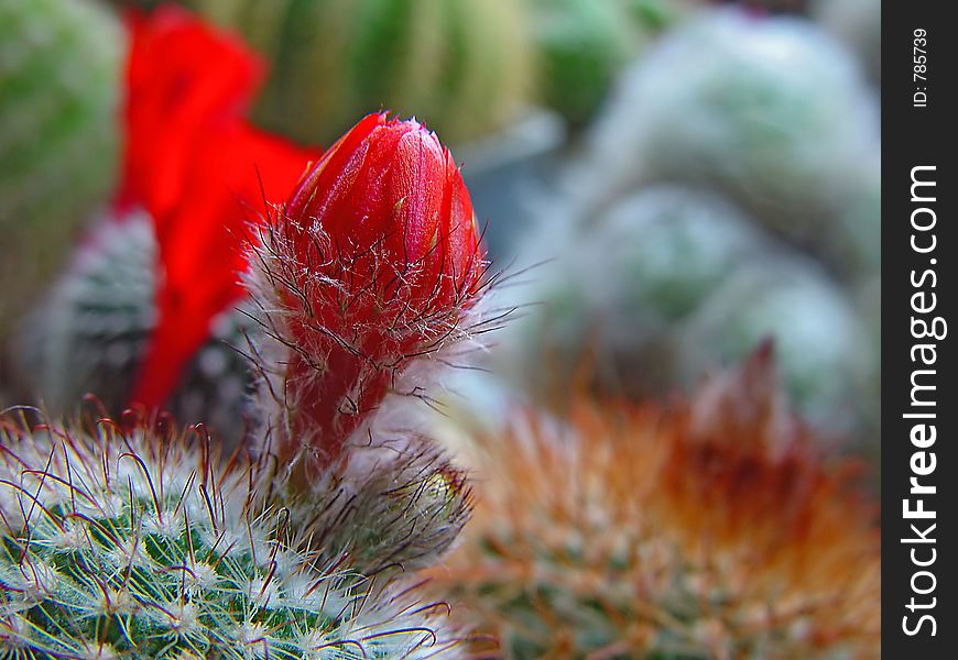 Blossoming cactus Parodia sanguiniflora.