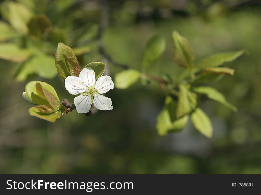 Cherry tree blossoming. Cherry tree blossoming