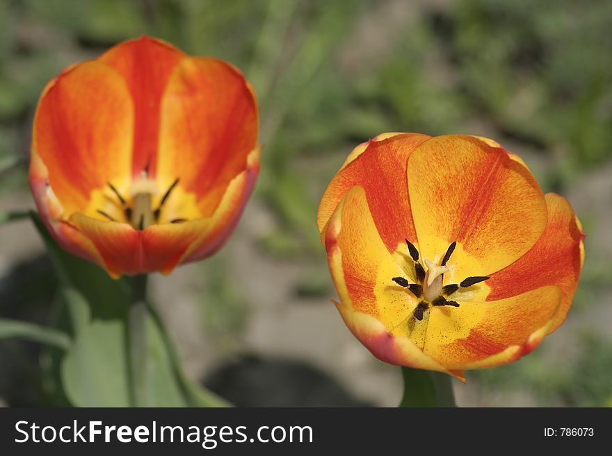 Spring tulips