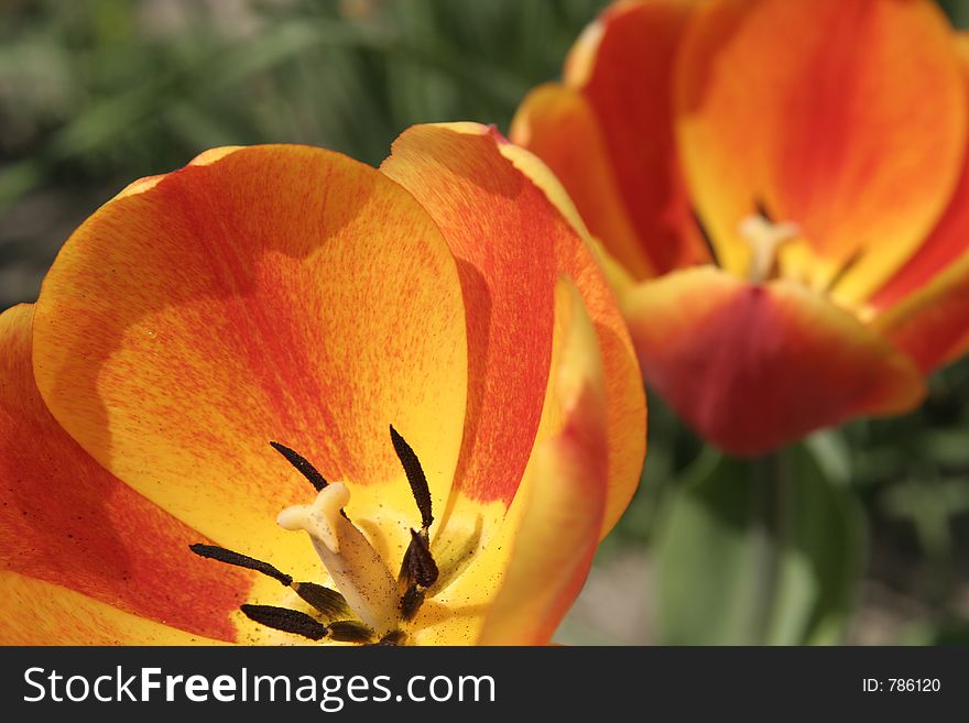 Tulips In Close-up