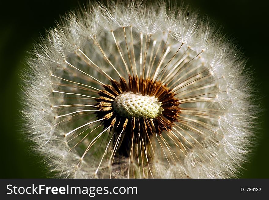 Dandelion macro. Dandelion macro