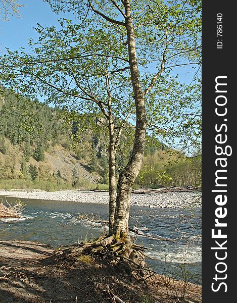 Lonely tree near the river at a recreational area with the mountains at the background .